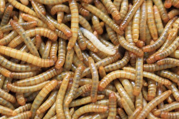 mealworm for making fish powder
