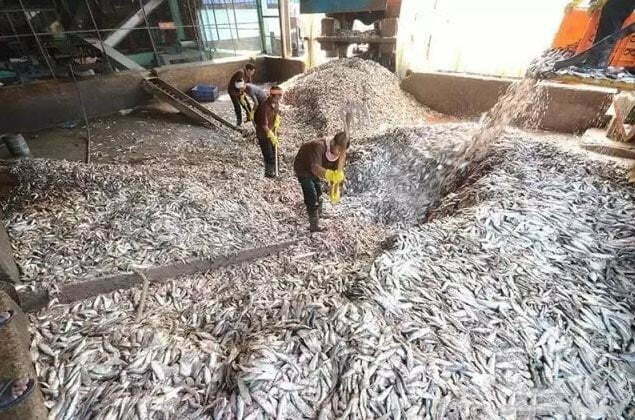 customer's fish meal processing plant