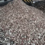 raw materials for fish meal