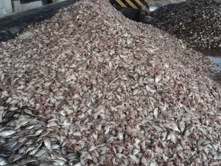 raw materials for fish meal